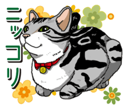 Daily American Shorthair sticker #12496651