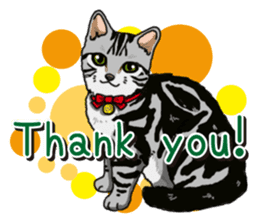 Daily American Shorthair sticker #12496652