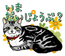 Daily American Shorthair sticker #12496653