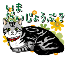 Daily American Shorthair sticker #12496653