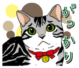 Daily American Shorthair sticker #12496654
