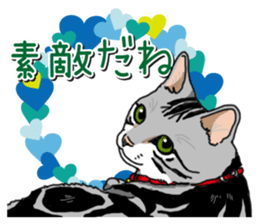 Daily American Shorthair sticker #12496655
