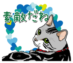 Daily American Shorthair sticker #12496655