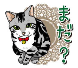 Daily American Shorthair sticker #12496656