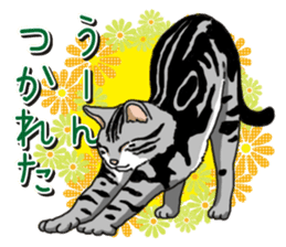 Daily American Shorthair sticker #12496660