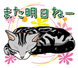 Daily American Shorthair sticker #12496661
