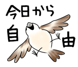 Daily life of a Sparrow sticker #12520857