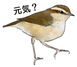 Mountain bird in summer sticker #12526694