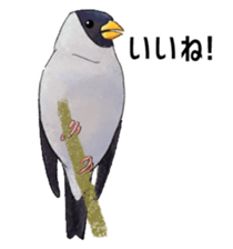 Mountain bird in summer sticker #12526703