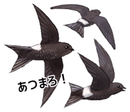 Mountain bird in summer sticker #12526721