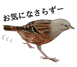 Mountain bird in summer sticker #12526724