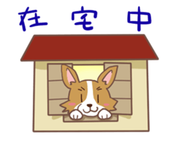 Corgi dog which stays at home sticker #12529403