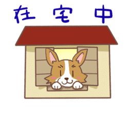 Corgi dog which stays at home sticker #12529403
