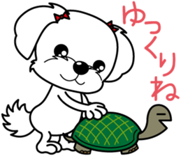 Energetic Maltese dog"Matsuri-chan" sticker #12545330
