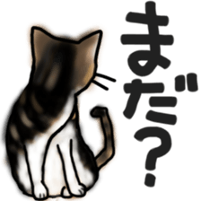 Sticker of a cat with a name as hachi sticker #12547941