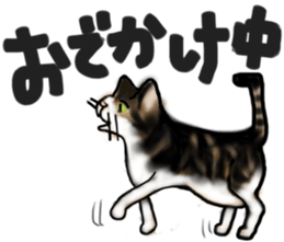 Sticker of a cat with a name as hachi sticker #12547946
