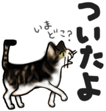 Sticker of a cat with a name as hachi sticker #12547948