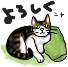Sticker of a cat with a name as hachi sticker #12547950