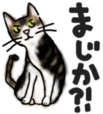 Sticker of a cat with a name as hachi sticker #12547954
