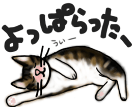 Sticker of a cat with a name as hachi sticker #12547955