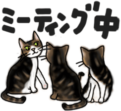 Sticker of a cat with a name as hachi sticker #12547966