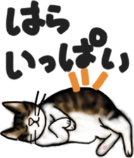Sticker of a cat with a name as hachi sticker #12547969