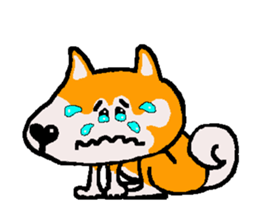 Shiba inu MOMO chan the third as well 8 sticker #12551128