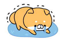 Animation of cute Shiba Inu sticker #12562050