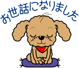 "Arare-kun" of clever toy poodle. sticker #12583152