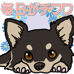 Chihuahua's everyday