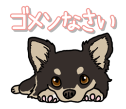 Chihuahua's everyday sticker #12599478