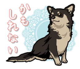 Chihuahua's everyday sticker #12599479