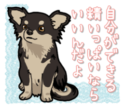 Chihuahua's everyday sticker #12599481