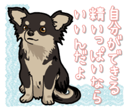 Chihuahua's everyday sticker #12599481