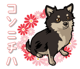 Chihuahua's everyday sticker #12599482