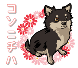 Chihuahua's everyday sticker #12599482