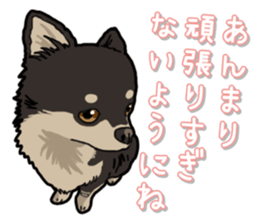 Chihuahua's everyday sticker #12599484