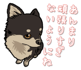Chihuahua's everyday sticker #12599484