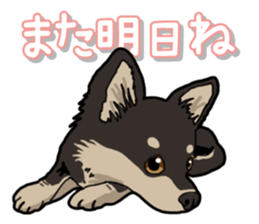 Chihuahua's everyday sticker #12599485