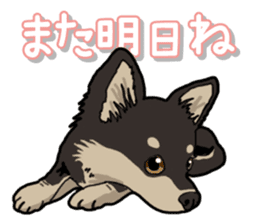 Chihuahua's everyday sticker #12599485