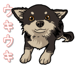 Chihuahua's everyday sticker #12599486