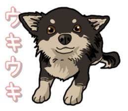 Chihuahua's everyday sticker #12599486