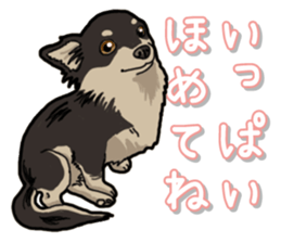 Chihuahua's everyday sticker #12599488