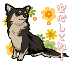 Chihuahua's everyday sticker #12599489