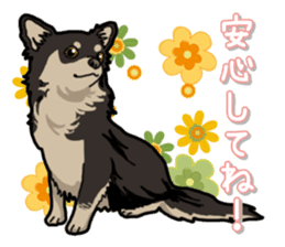 Chihuahua's everyday sticker #12599489