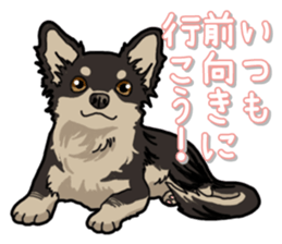 Chihuahua's everyday sticker #12599490