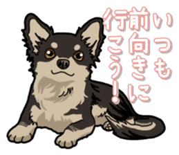 Chihuahua's everyday sticker #12599490