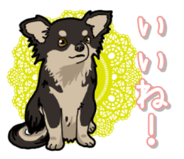 Chihuahua's everyday sticker #12599491