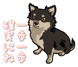 Chihuahua's everyday sticker #12599492