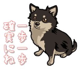 Chihuahua's everyday sticker #12599492